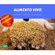 Alimento vivo  y productos para Reptiles y Exóticos